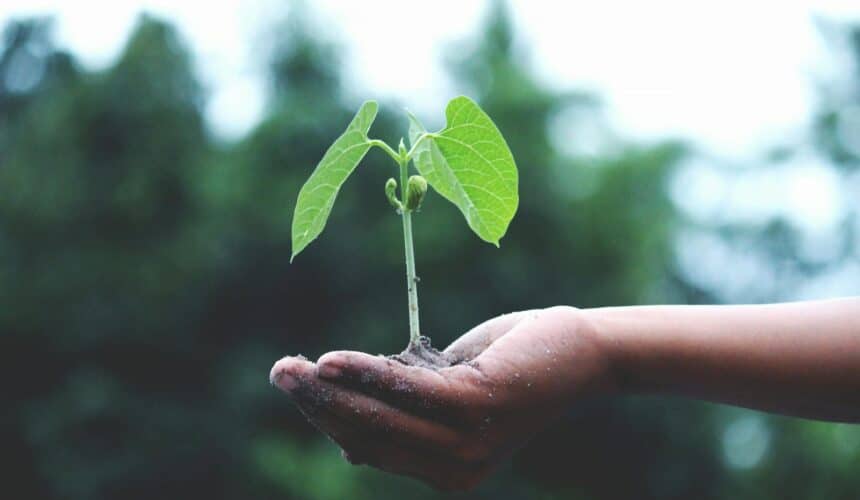 Un árbol joven sostenido en las manos simboliza crecimiento y sostenibilidad.