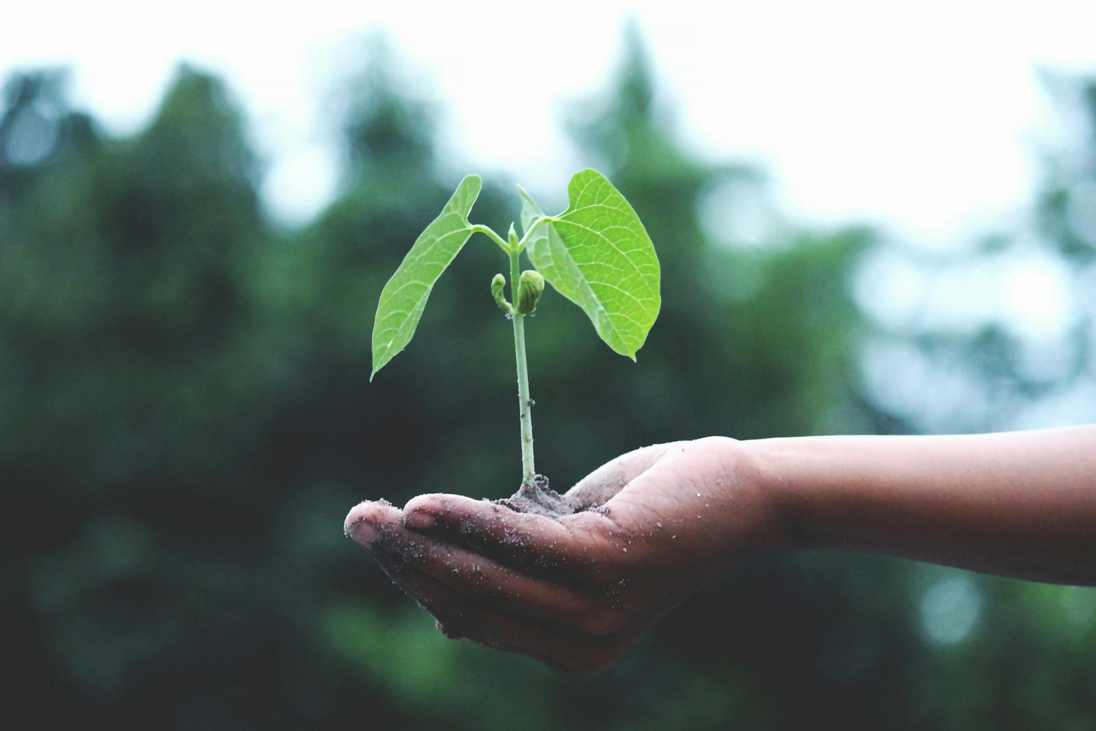 Un jeune arbre tenu dans les mains symbolise la croissance et la durabilité.