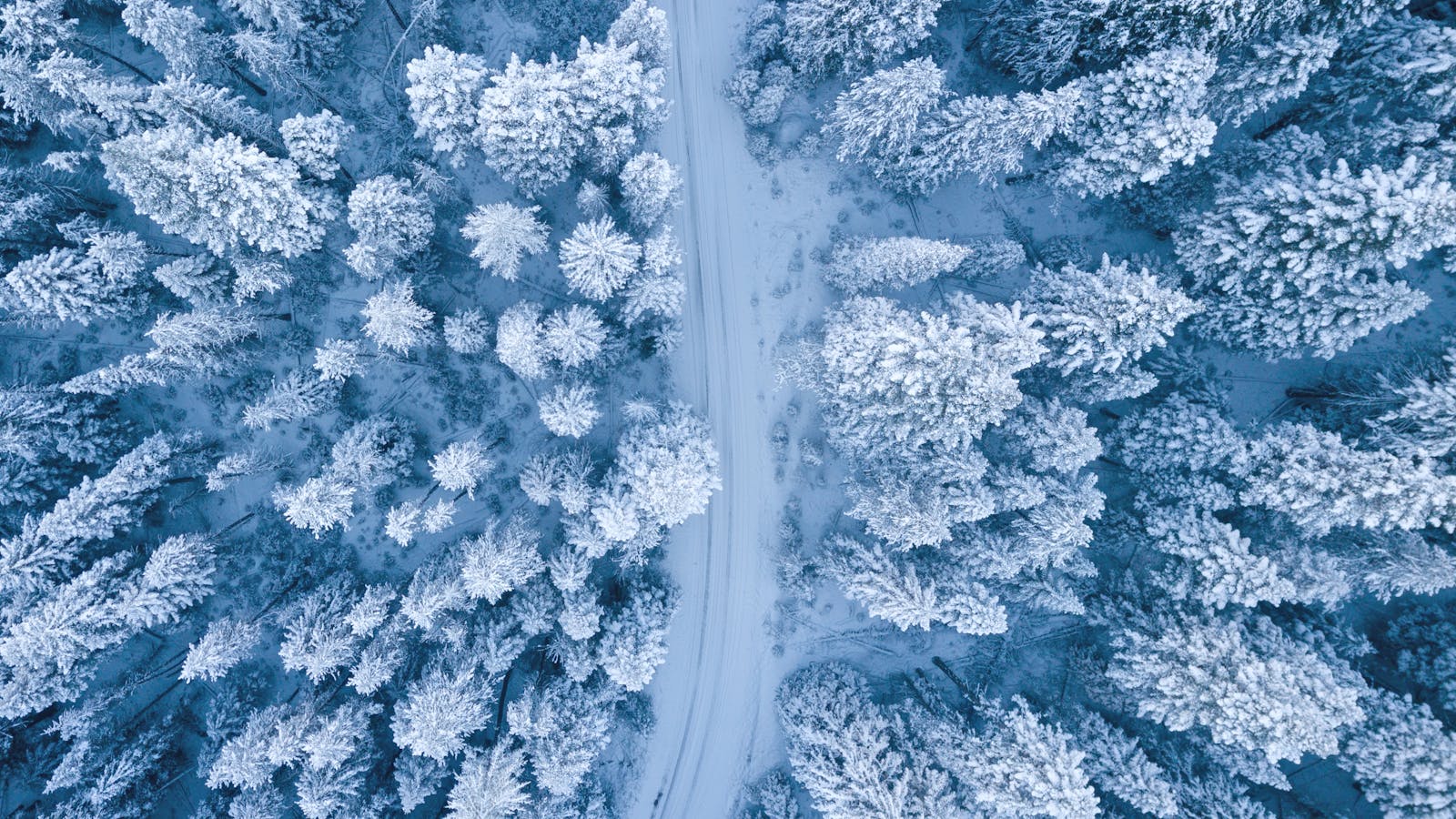 Eine faszinierende Luftperspektive eines verschneiten Winterwaldes mit einem gewundenen Pfad.