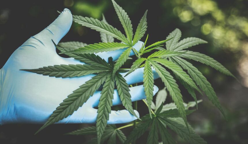 A hand in gloves holds fresh cannabis leaves outdoors, highlighting natural growth.