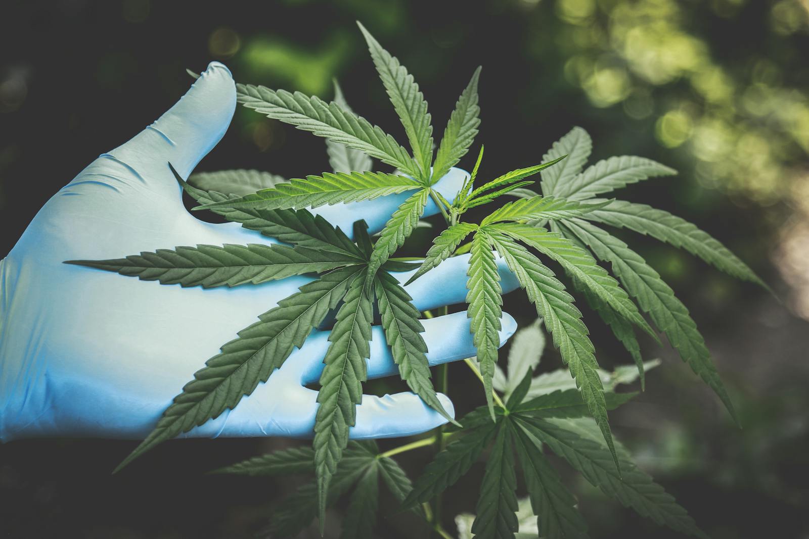 A hand in gloves holds fresh cannabis leaves outdoors, highlighting natural growth.