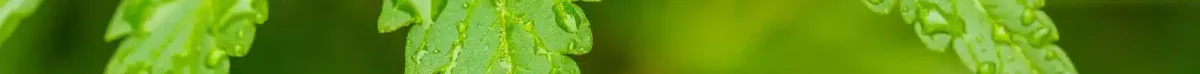 green_bg